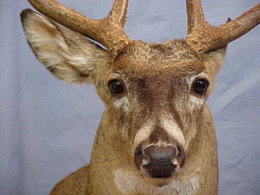 whitetail deer ears